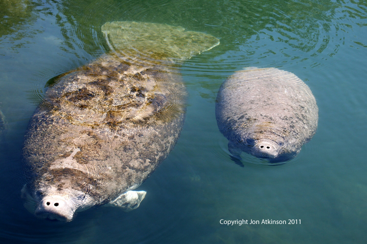 Manatees, Crystal River, Florida. Manatee